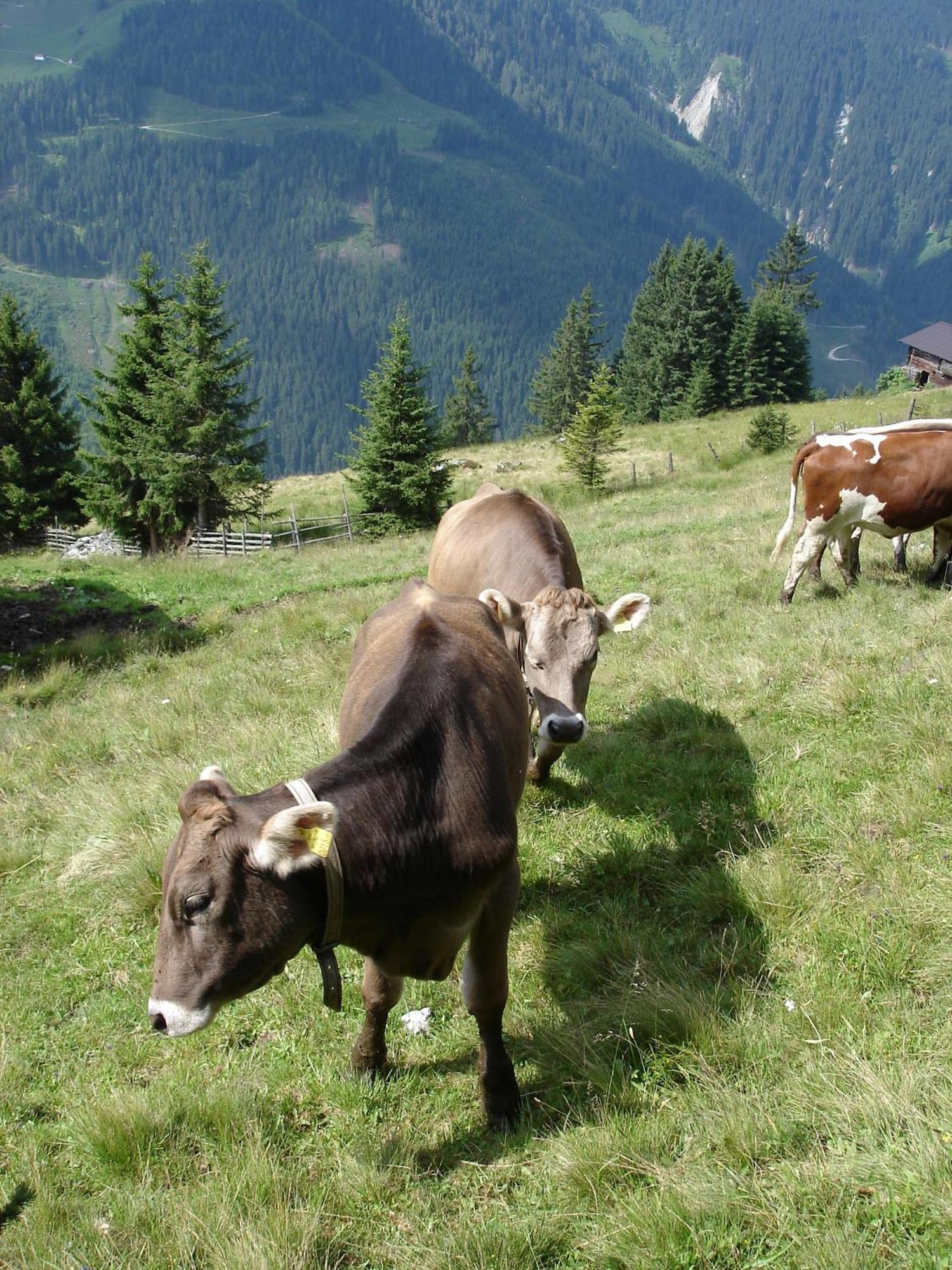 Farm Resort Geislerhof Gerlos Kültér fotó